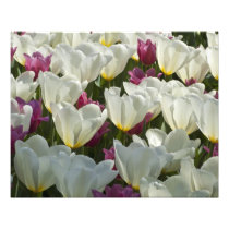 White and Purple Tulips 20" x 16" Photo Print