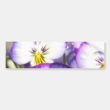 White and Purple Violas Bumper Stickers