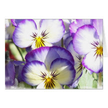 White and Purple Violas Greeting Card