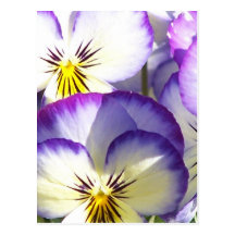 White and Purple Violas Postcards