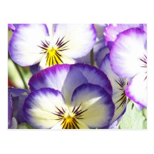 White and Purple Violas Postcards