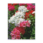 White And Red Geraniums flowers Postcard