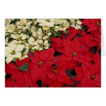 White and Red Poinsettias Card