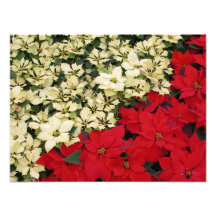 White and Red Poinsettias Holiday Photo Print