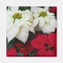 White and Red Poinsettias Magnet