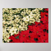 White and Red Poinsettias Poster Print