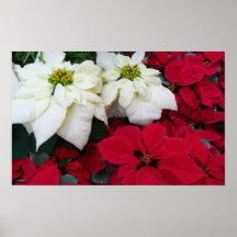 White and Red Poinsettias Poster Print