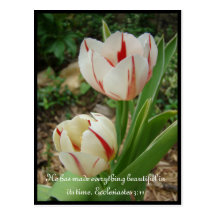 White and Red Tulips Post Cards