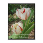 White and Red Tulips Post Cards