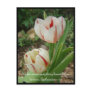 White and Red Tulips Post Cards