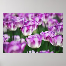 White and violet tulips posters