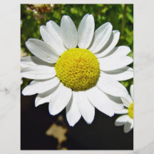 White and Yellow Daisies Flyer Design