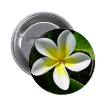 White and Yellow Frangipani blossom Pins
