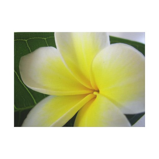 White And Yellow Frangipani Flower Canvas Prints