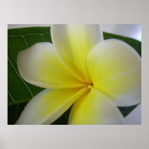 White And Yellow Frangipani Flower Poster