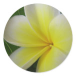 White And Yellow Frangipani Flower stickers