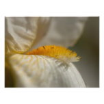 White and Yellow Iris Art Photo
