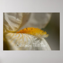 White and Yellow Iris; Customizable Poster