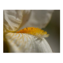 White and Yellow Iris Post Card