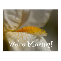 White and Yellow Iris Postcards