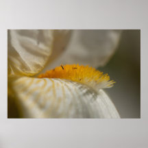 White and Yellow Iris Print