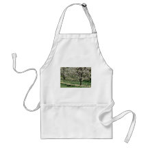white Apple and daffodil blossoms, Rockliffe Park, Apron