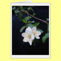White Apple Blossoms cards
