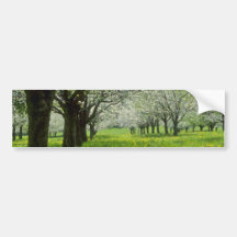 white Apple trees in the spring flowers Bumper Sticker