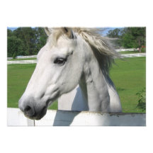 White Arabian Horse Invitation