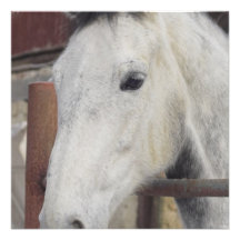 White Arabian Horse Invitation