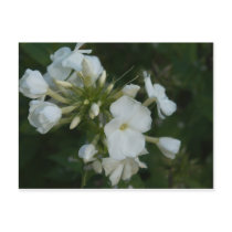 white as snow postcards