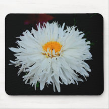 White Aster Flower on Black Background Mousepad