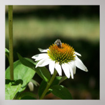 White Aster Poster