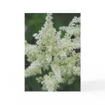 White Astilbe Flowers Greeting Card