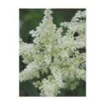 White Astilbe Flowers Postcard