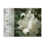 White Azalea Love Post Cards