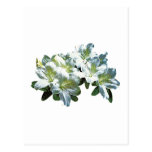 White Azaleas Postcards