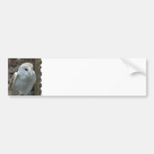 White Barn Owl  Bumper Sticker