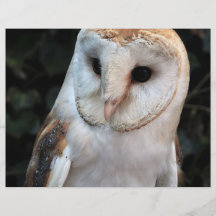 White Barn Owl Flyers