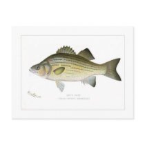 White Bass Post Cards