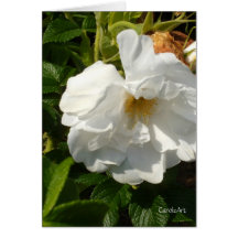 White Beach Plum Rose Greeting Card