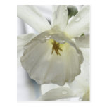 White beauty in the rain post cards