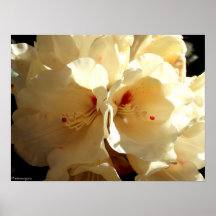 White Beauty Poster
