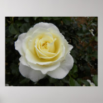 White Beauty Print