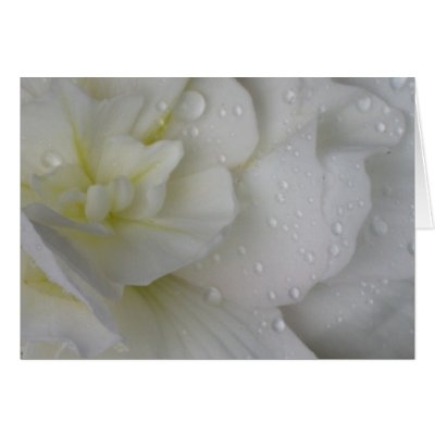 White Begonia Cards by ggbythebay