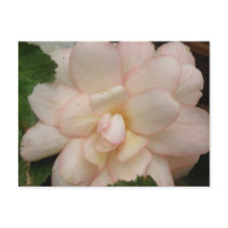 White Begonia Flower Postcard