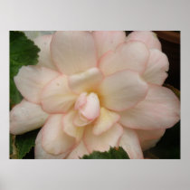 White Begonia Flower Print