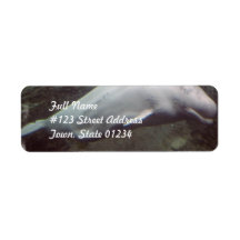 White Beluga Whales Mialing Labels