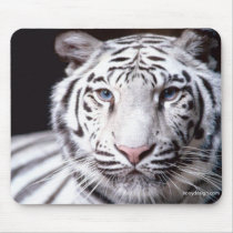 White Bengal Tiger Photography mousepads