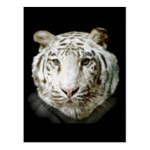 White Bengal Tiger Postcard
